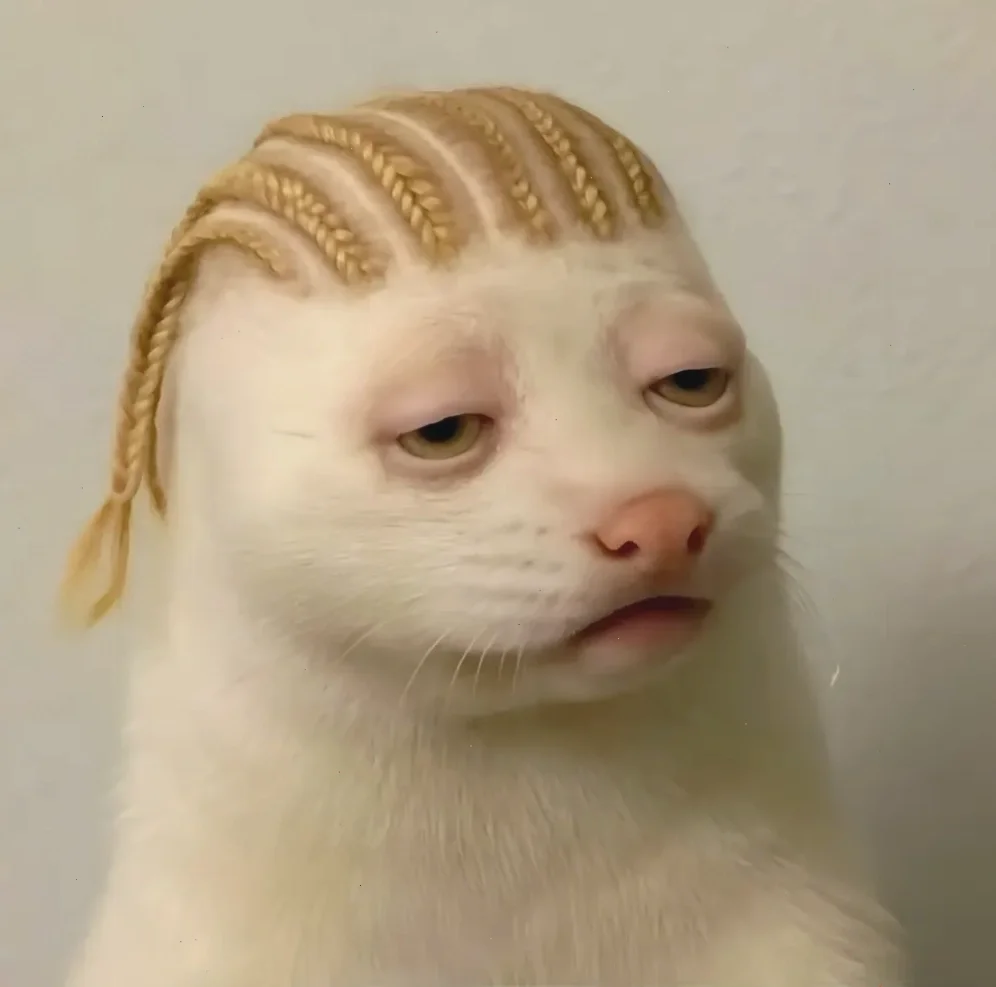 Thế giới meme mèo bựa: Tổng hợp những hình ảnh hài hước nhất 2026