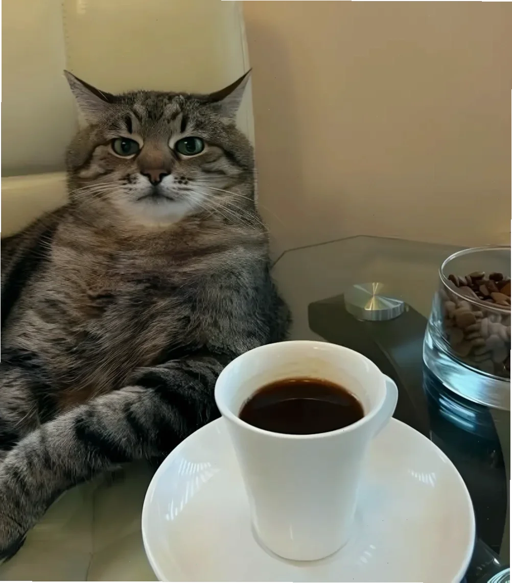 Thế giới meme mèo bựa: Tổng hợp những hình ảnh hài hước nhất 2026 (2)