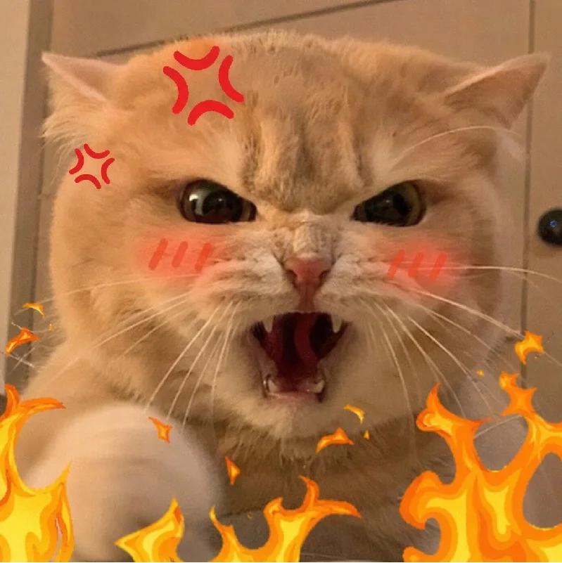 148+ Meme Mèo Tức Giận cáu cọc cực hài nhìn là cười xỉu