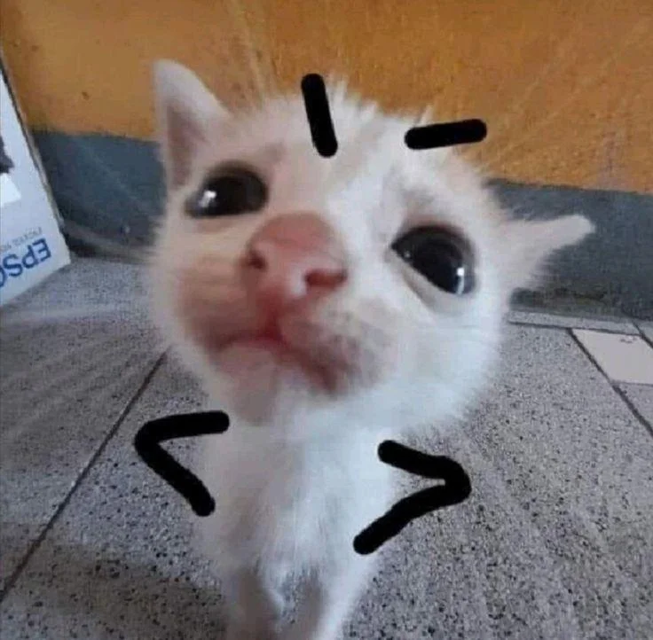 Bộ sưu tập 1001 meme mèo hài hước nhất 2025