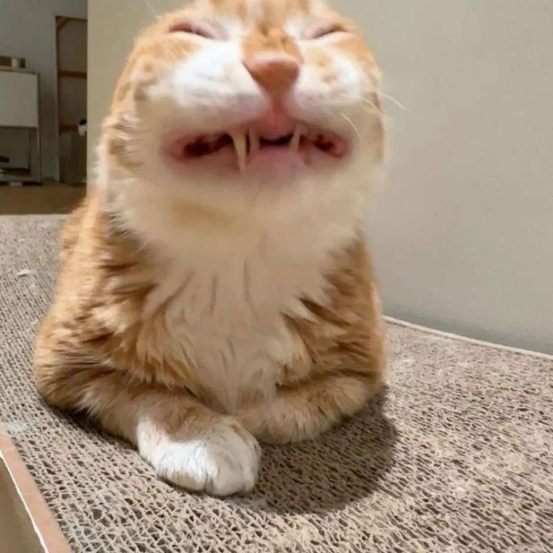 Tổng hợp ảnh meme mèo bựa cười rớt quai hàm dành cho gen Z