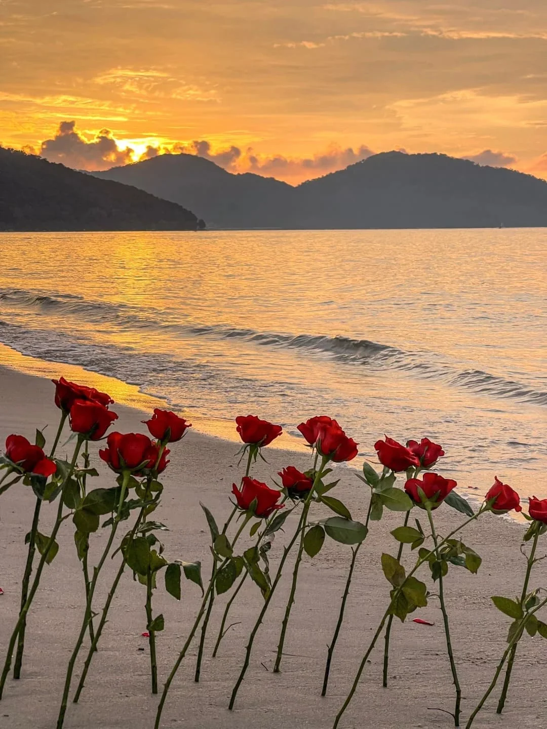 hình nền hoa hồng đỏ (4)