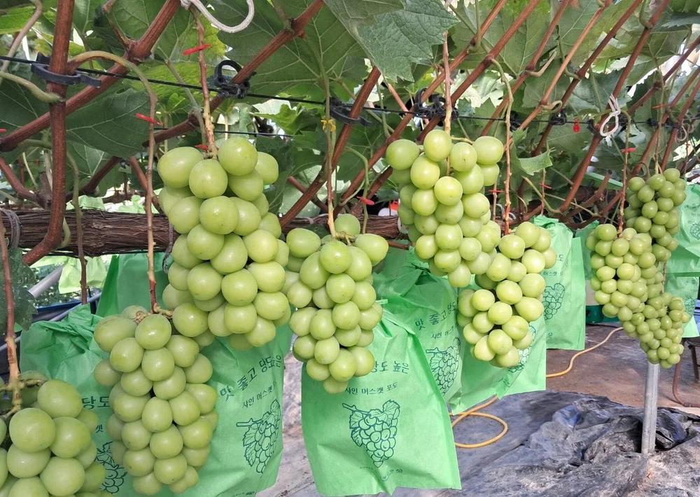 Những chùm nho xanh được trồng trên giàn