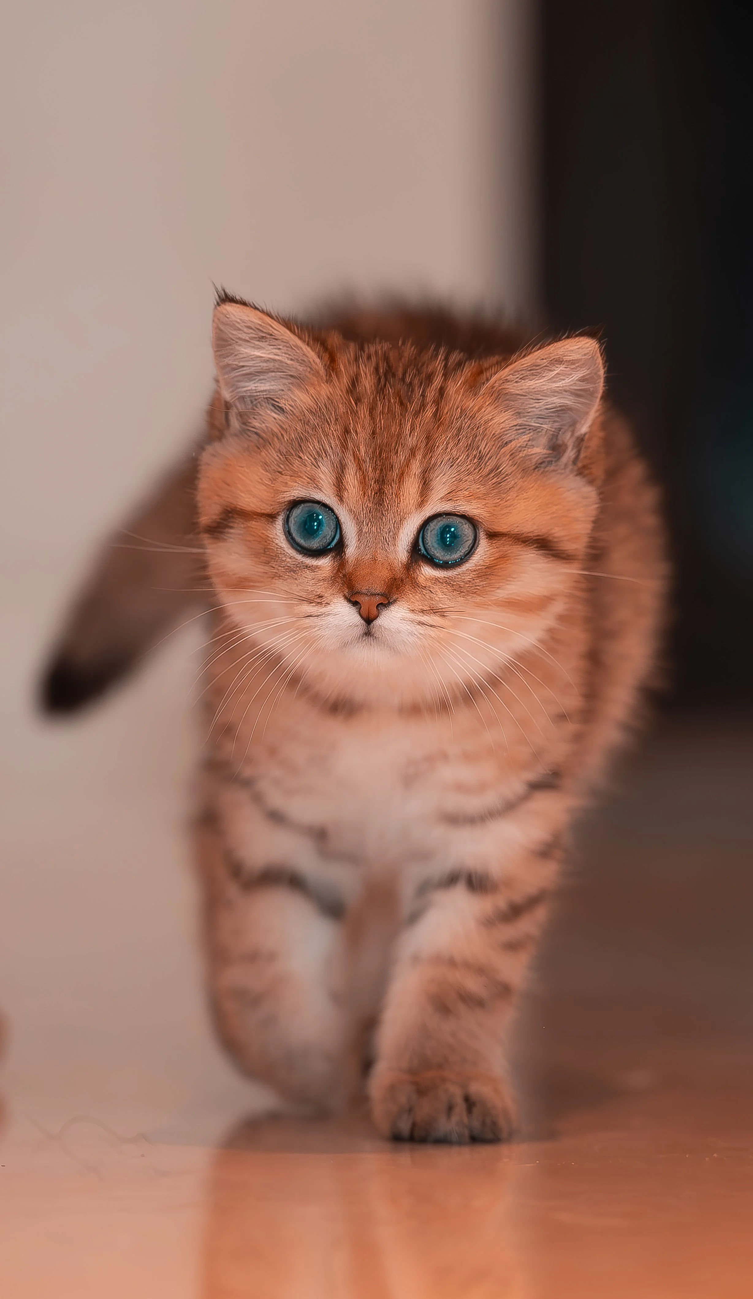 Ảnh meme cute chú mèo con lông cam mắt xanh đang bước về phía trước vô cùng đáng yêu