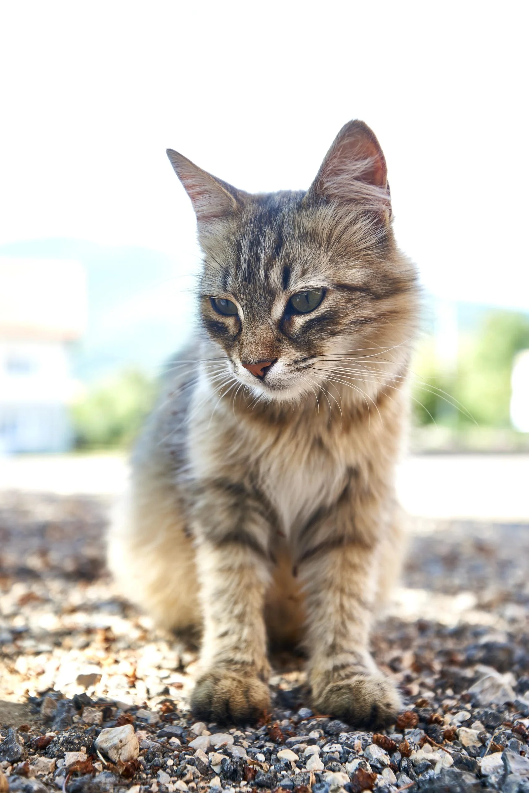 Ảnh meme cute chú mèo tabby lông vằn đang ngồi ngoài trời