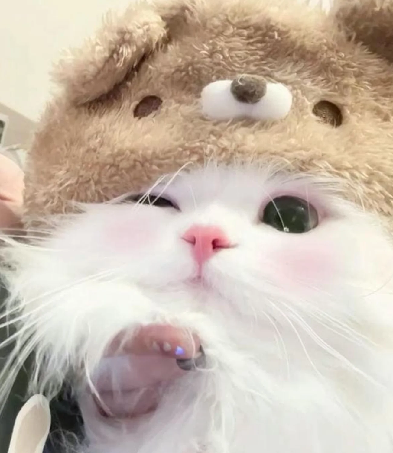 Top 1001+ hình ảnh meme mèo cực đáng yêu cho các sen lựa chọn