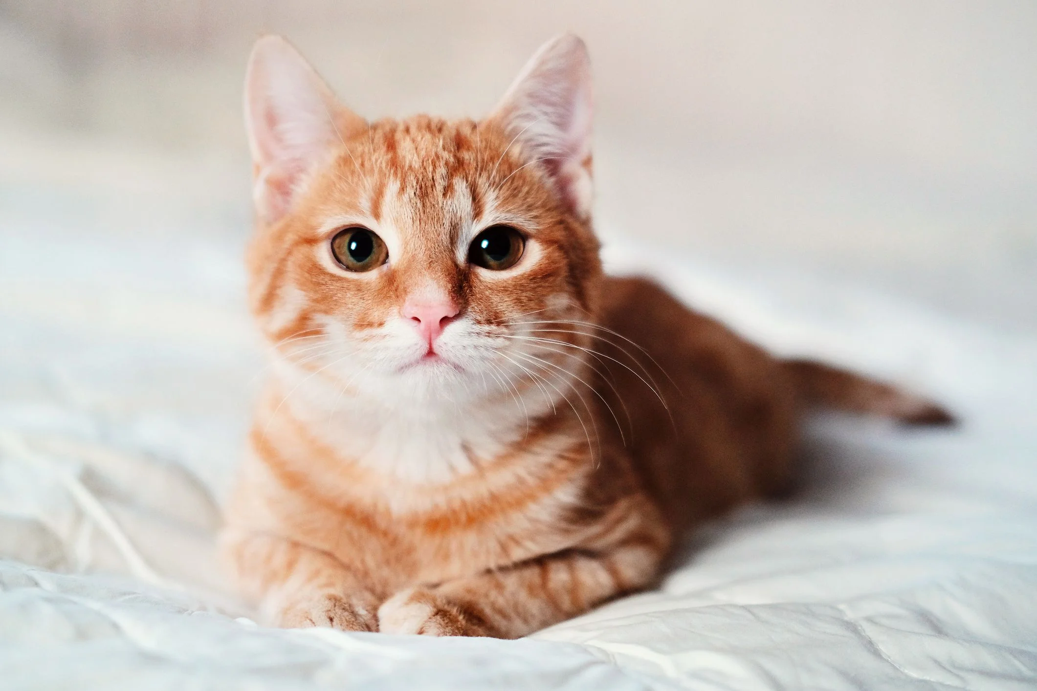ảnh meme cute của chú mèo cam lông vàng cực kỳ đáng yêu đang nhìn thẳng vào máy ảnh