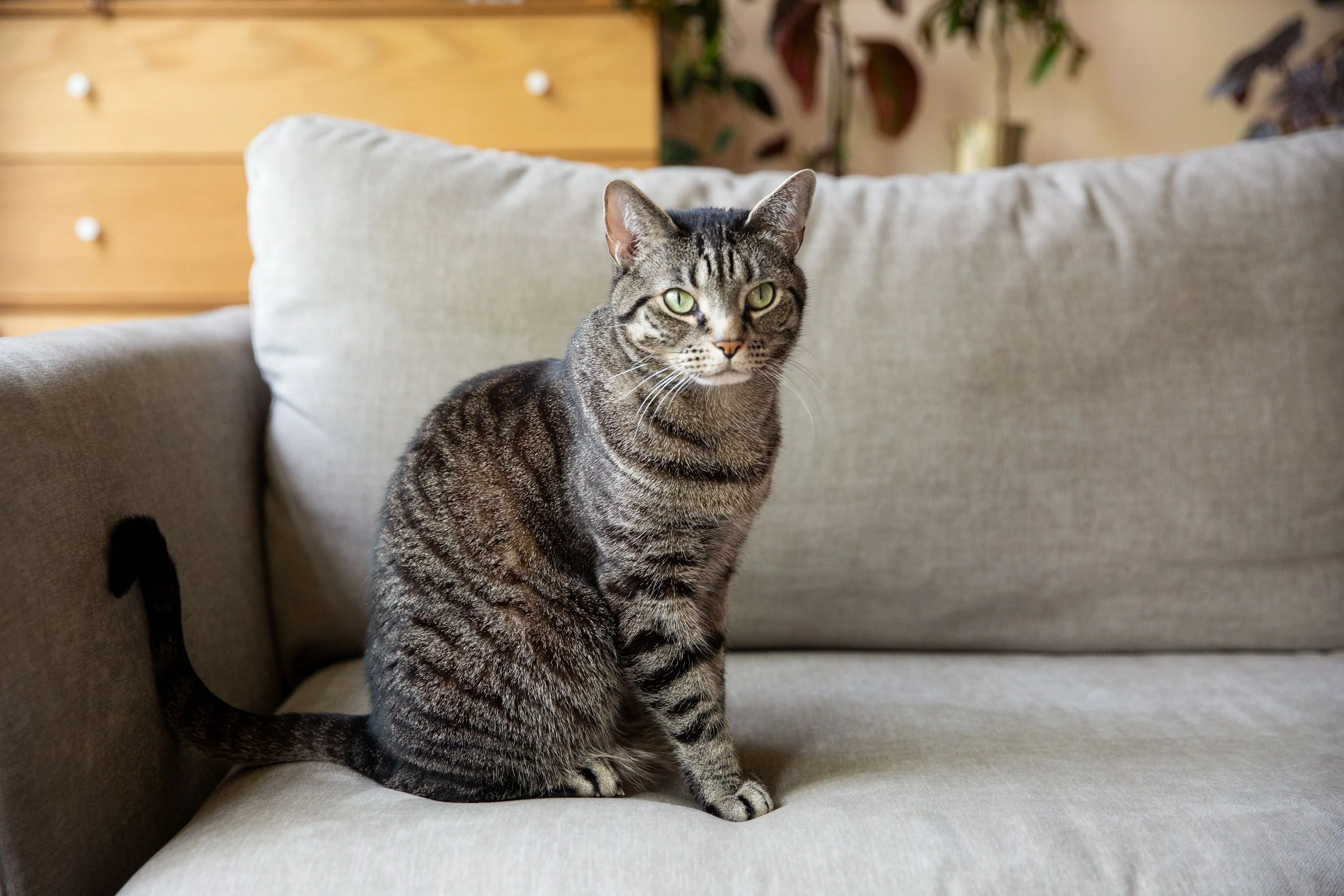 ảnh meme cute chú mèo tabby ngồi trên ghế sofa phòng khách