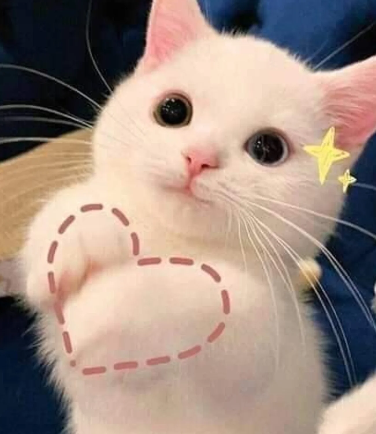 Top 1001+ hình ảnh meme mèo cực đáng yêu cho các sen lựa chọn