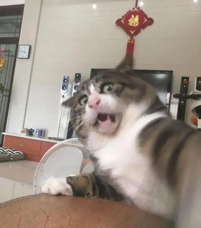 Meme mèo sốc bất ngờ với biểu cảm kinh điển khó nhịn cười.