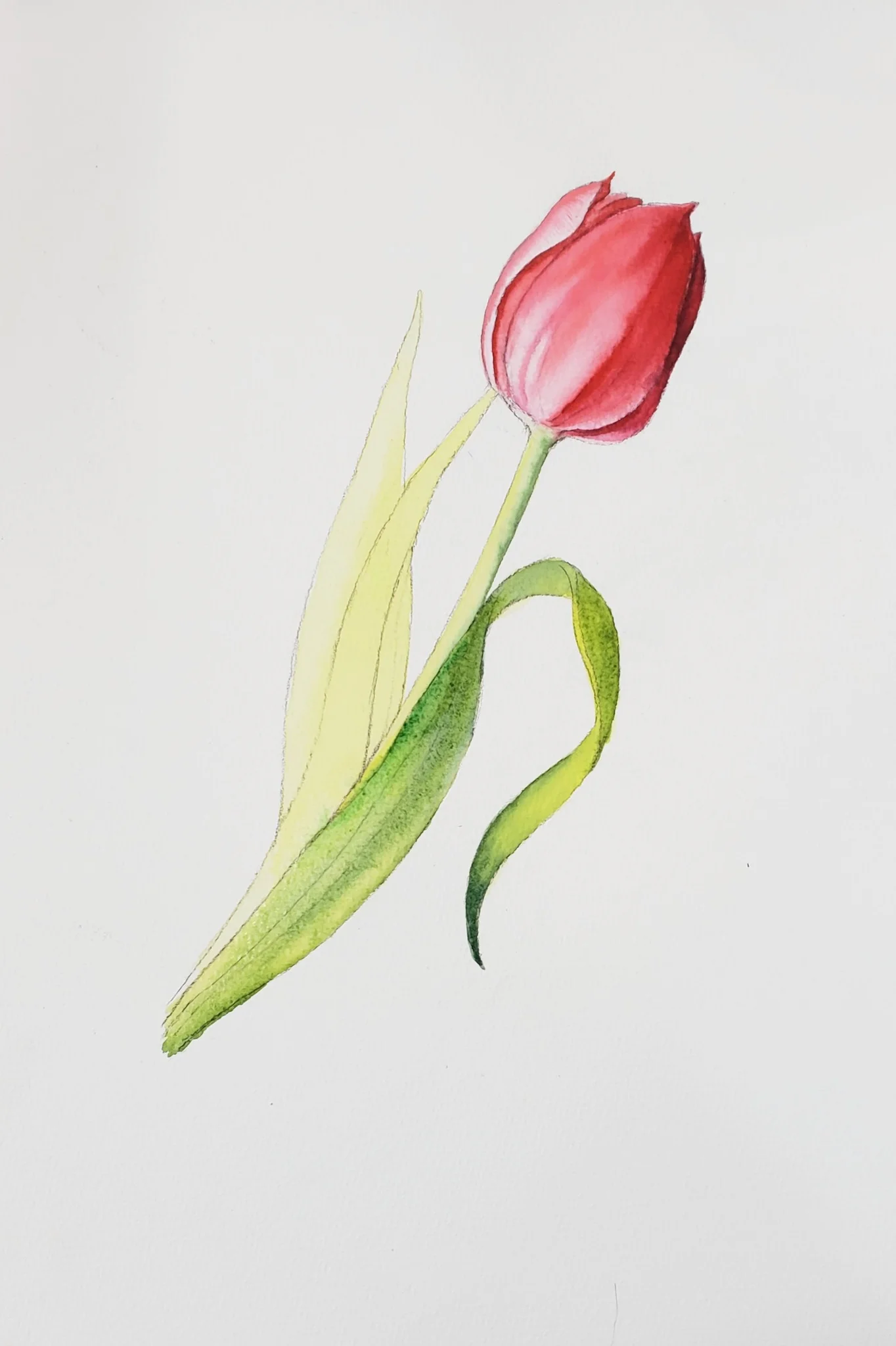 Tranh vẽ hoa tulip đỏ bằng màu nước trên nền giấy trắng