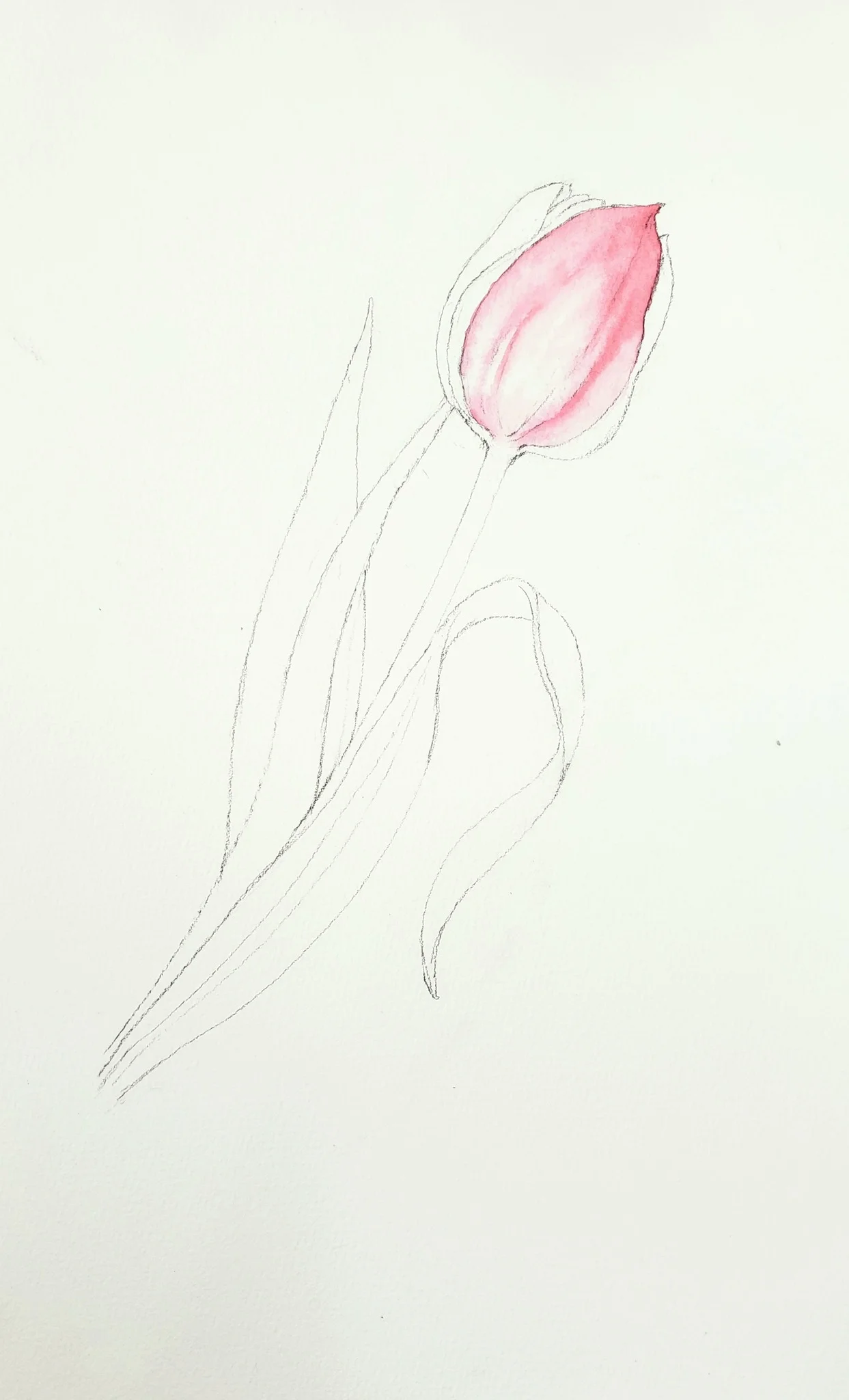 Bản vẽ hoa tulip hồng tối giản bằng chì trên nền giấy trắng
