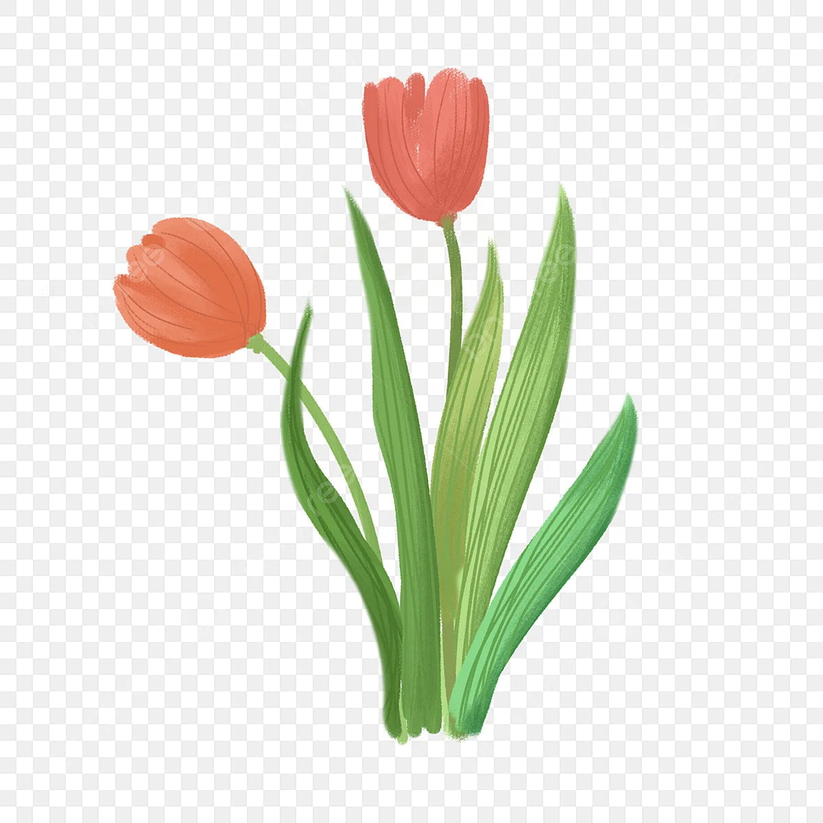 Hình ảnh Ban đầu Vẽ Hoa Tulip Nhỏ Màu Hồng Tươi PNG , Clipart Hoa Tulip, Nguyên, Vẽ Tay PNG miễn phí tải tập tin PSDComment và Vector