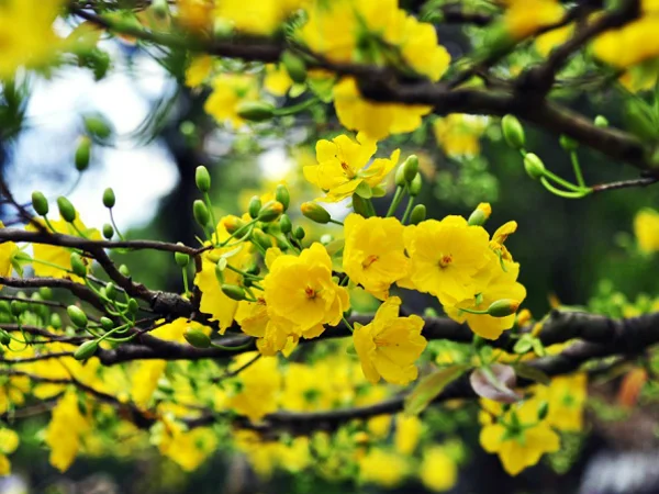 27 HOA MAI ý tưởng | hoa đạo, hoa đẹp, ngày tết