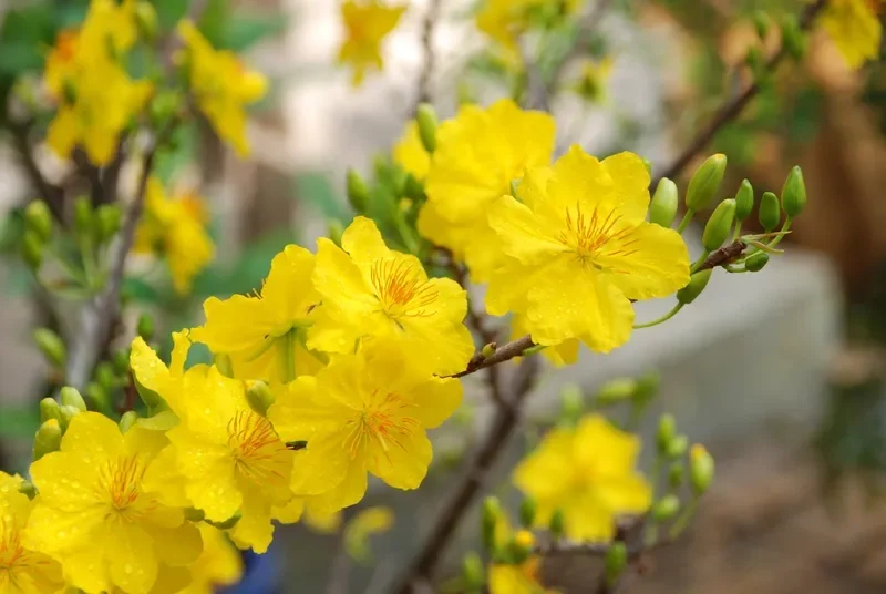 những bông hoa mai vàng tươi thắm