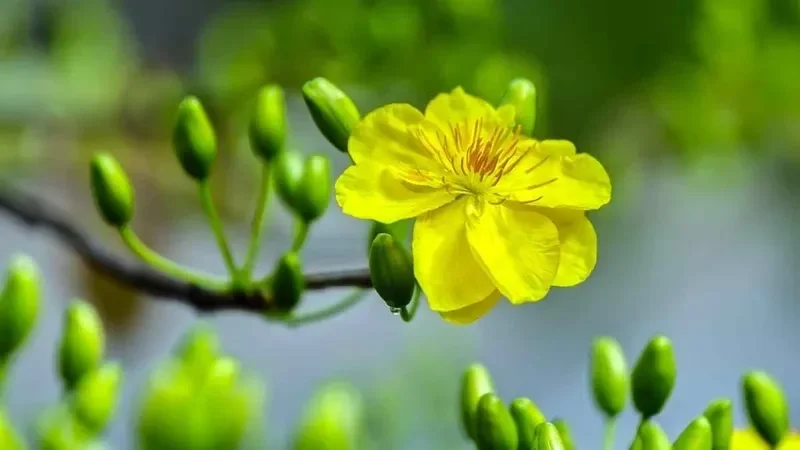 nụ và hoa mai vàng trên cành