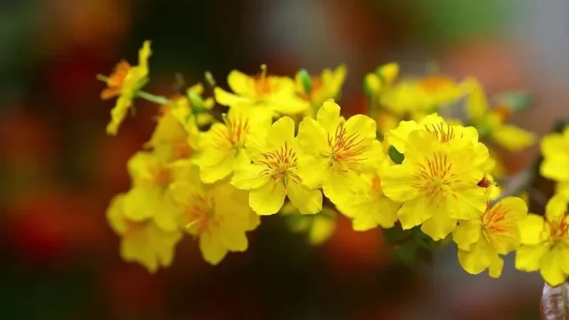 những bông hoa mai vàng nở rộ