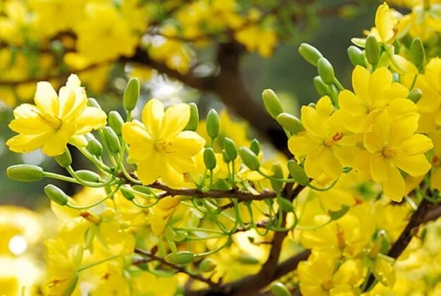 Hoa mai tiếng anh là gì