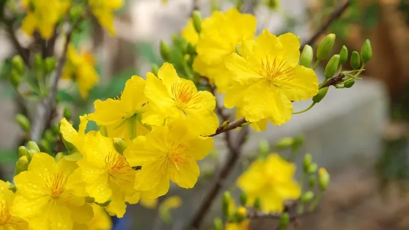 cận cảnh chùm hoa mai vàng nở rộ