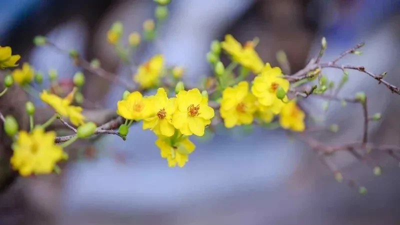 cành hoa mai vàng mảnh mai