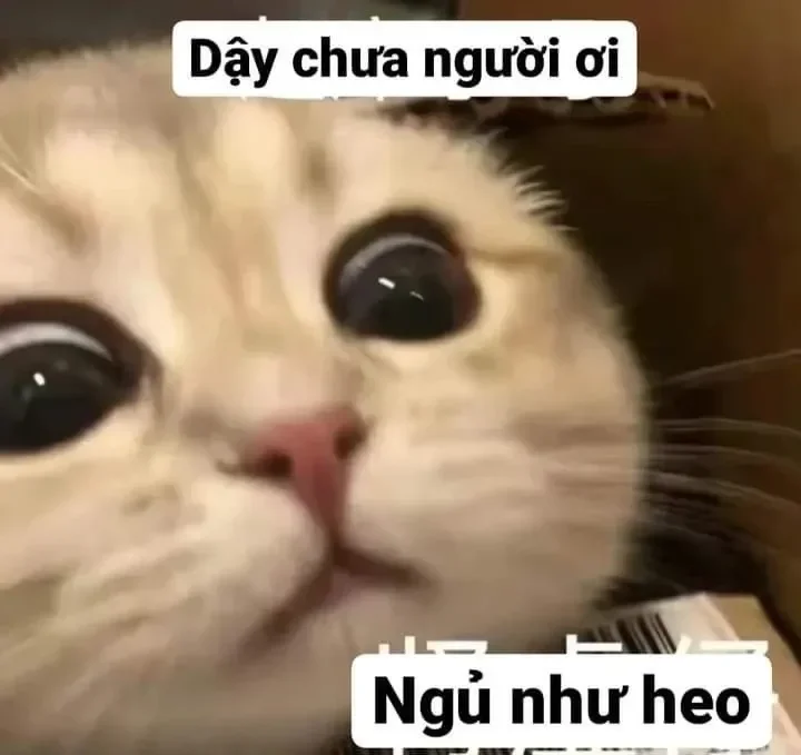 Tải ngay ảnh cute meme để làm nền điện thoại cực cool