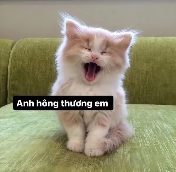 meme cute anh không thương em