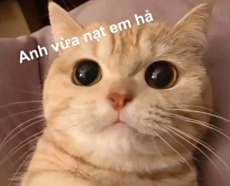 Tổng hợp ảnh meme cute có chữ và hot nhất trên mạng xã hội (2)