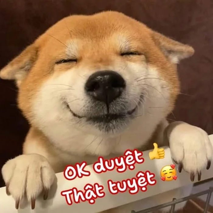 Meme chó ok năng lượng tích cực