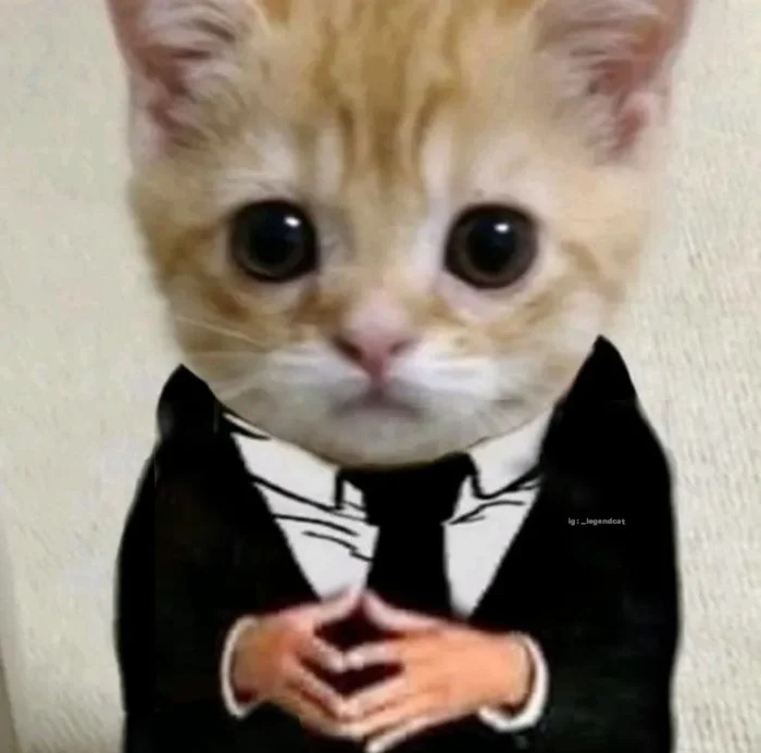 Mèo mặc vest meme nhìn là nể