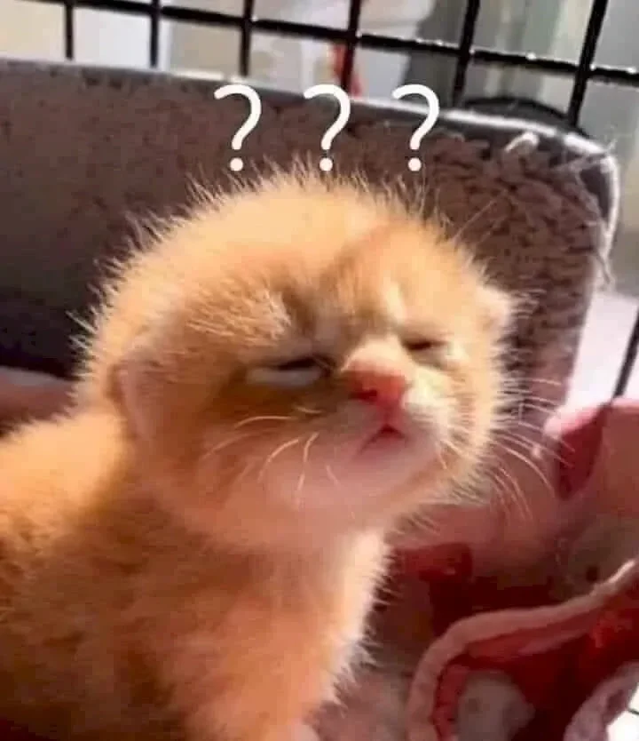Bộ sưu tập ảnh meme cute khiến bạn cười nghiêng ngả mỗi ngày